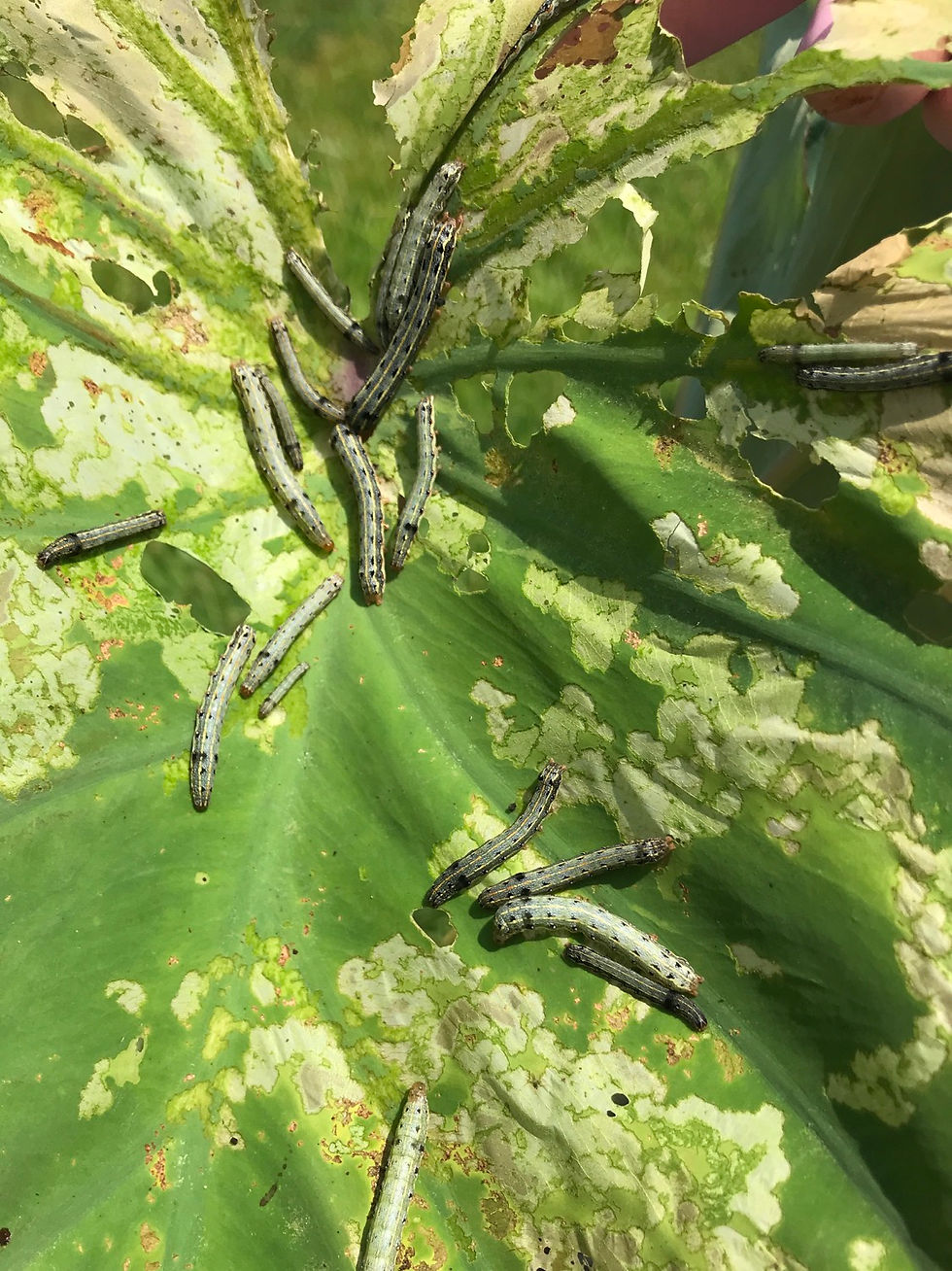 サトイモにヨトウムシ