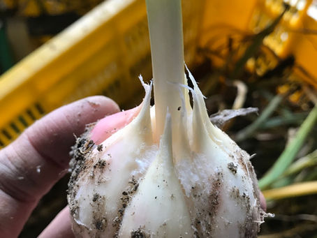 ニンニクマシマシ