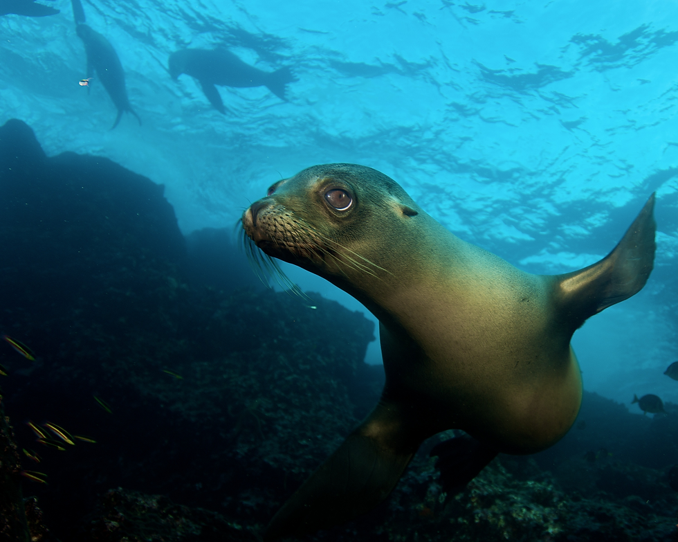 Tiburon_Explorer_Robbe