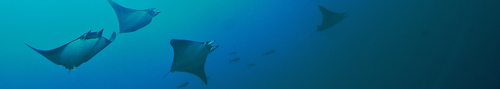 Galapagos_UW_Mantas_Streifen.png