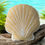 Thumbnail: 🌊 Shell Pillow – Coastal Comfort with Seaside Style