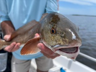 KEEPIN’ IT REEL SWFL: Backwater Fishing Report