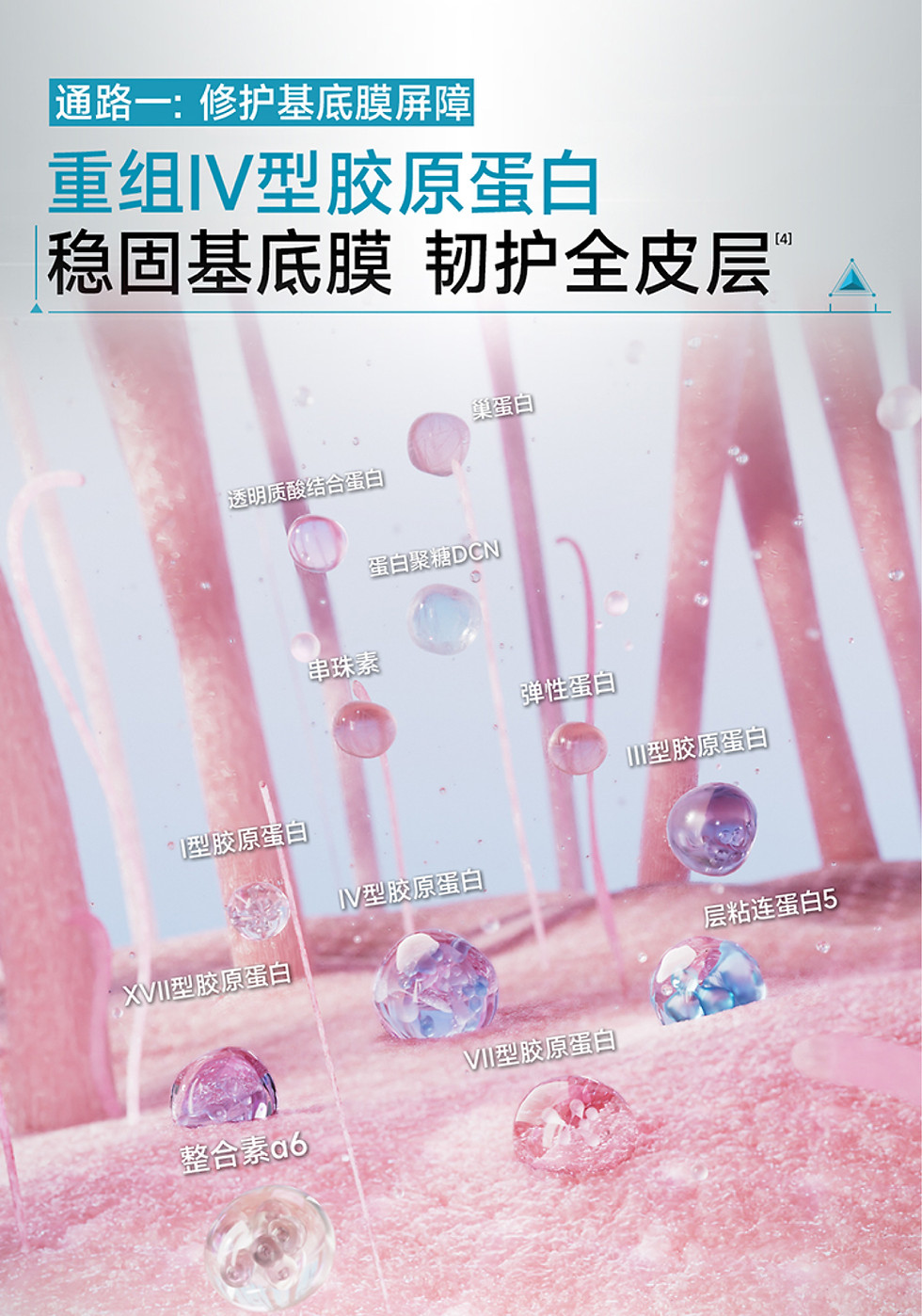 修護基底膜屏障 重組IV型膠原蛋白 修護全皮層