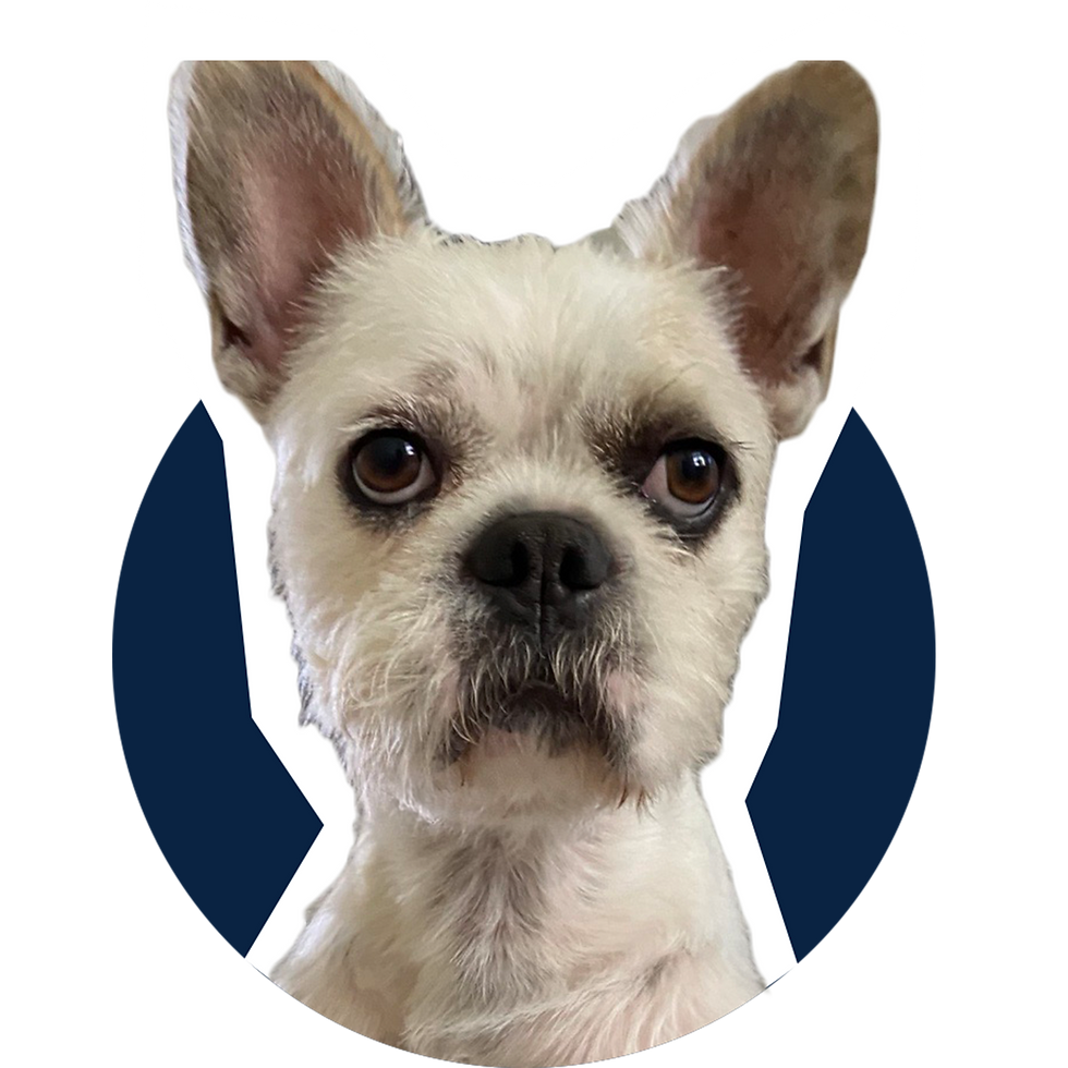 Muffins_1,5x_1,5x.png