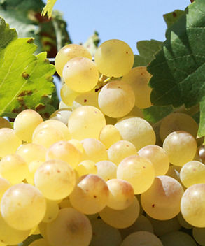 chardonnay.jpg