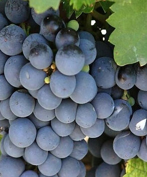 cabernet.jpg