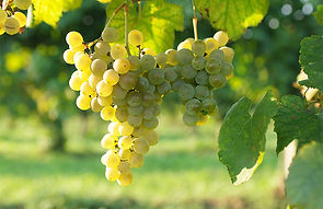 glera-vitigno-autoctono-prosecco.jpg