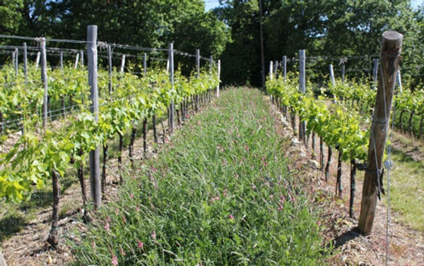 vigna-2.jpg