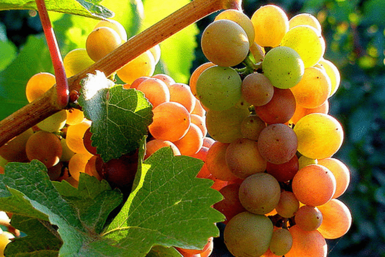 pinot grigio1.gif