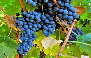 merlot1.jpg