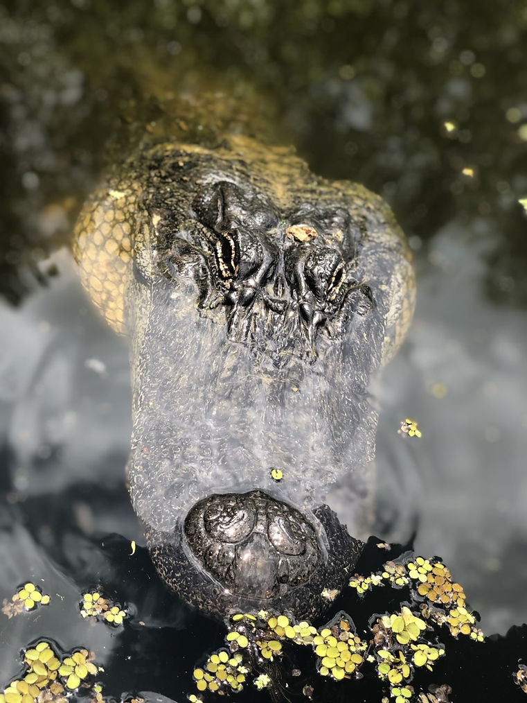 Gator 1.jpg
