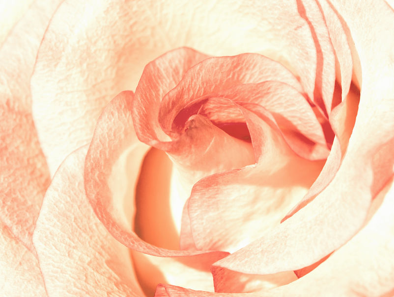 flower_edited_edited_edited.jpg