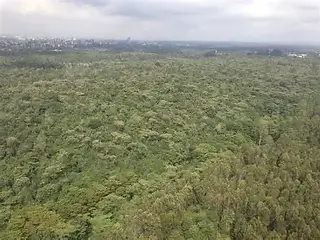 Foret au Kenya