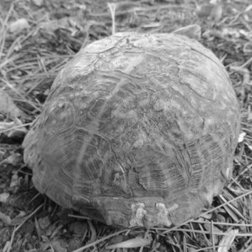 Ornate Box Turtles