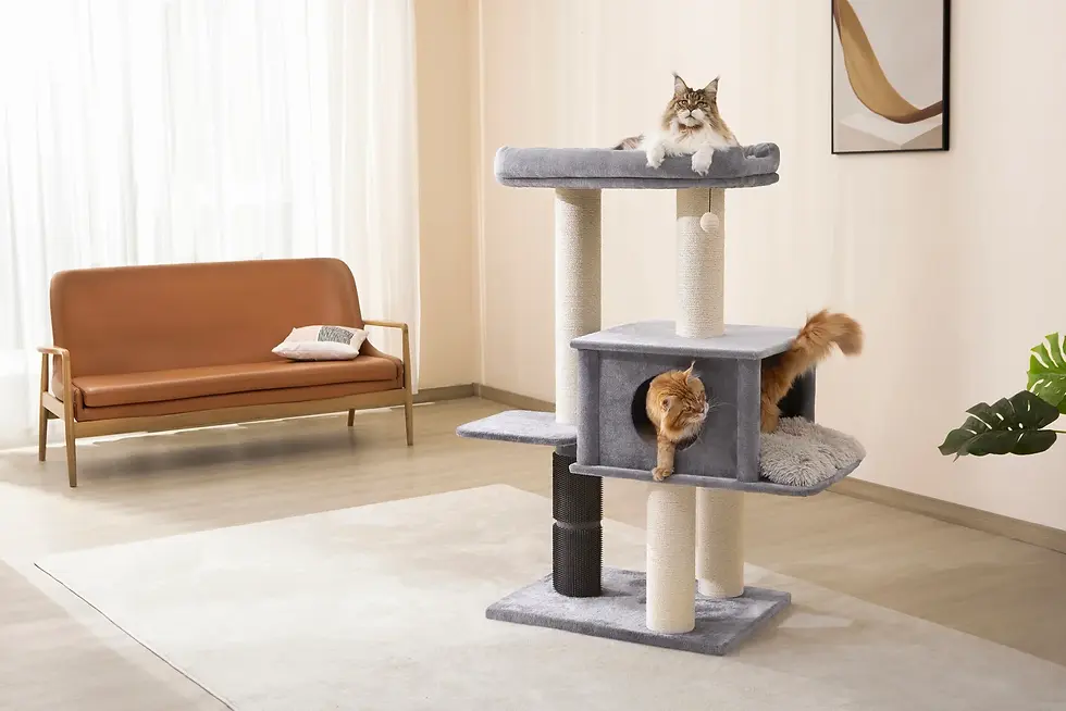 pp220928_two_cat_2_batcheditor_fotor (2).webp