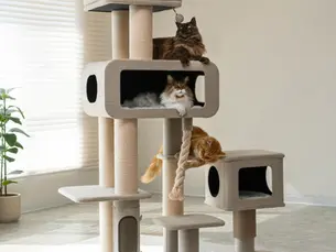 Grand Maine coon cat tree with Maine Coon cats.