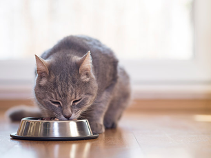 Senior Cat Care Tips: Ageing Gracefully