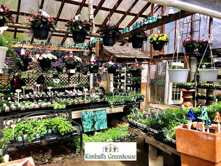 Planting to Protect Our Lake