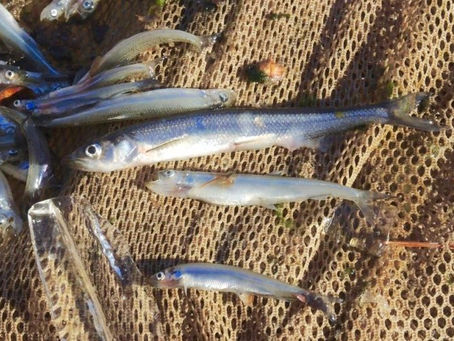 No Rainbow Smelts?