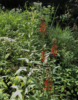 Cardinal flower