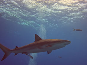 Sharks, Magnificent and Misunderstood