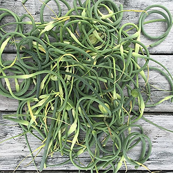 Ann Volkwein garlic scapes