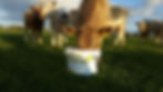 shamrock-calf-feed-block-01