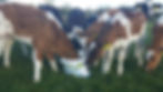 shamrock-calf-feed-block-09-1024x576