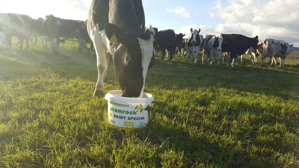 shamrock-dairy-special-5-1024x576