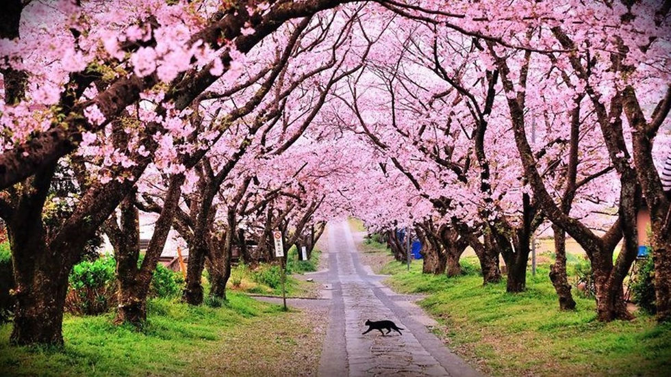 Best Season to Visit Meghalaya spring