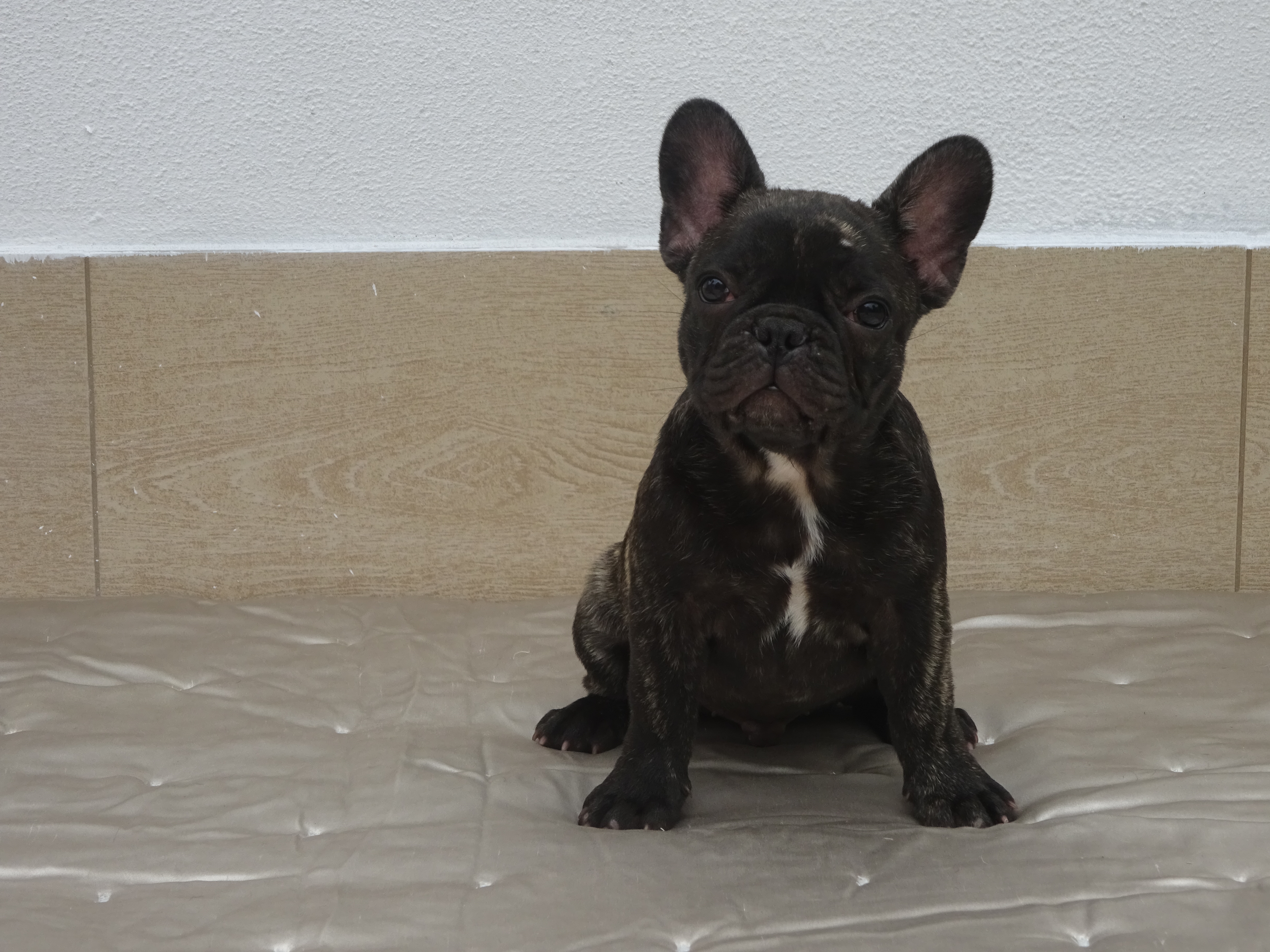 Curtis (2)