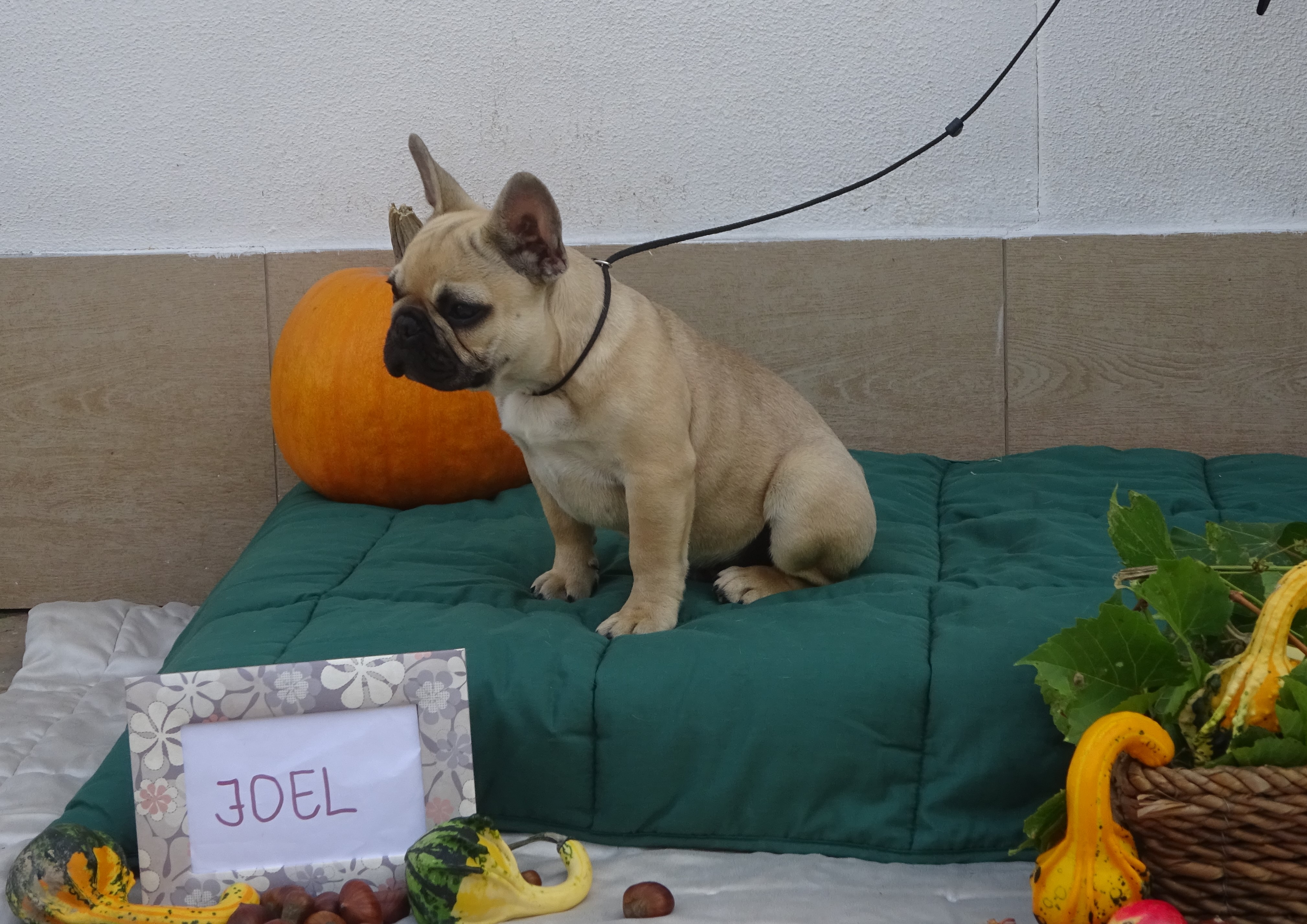 JOEL