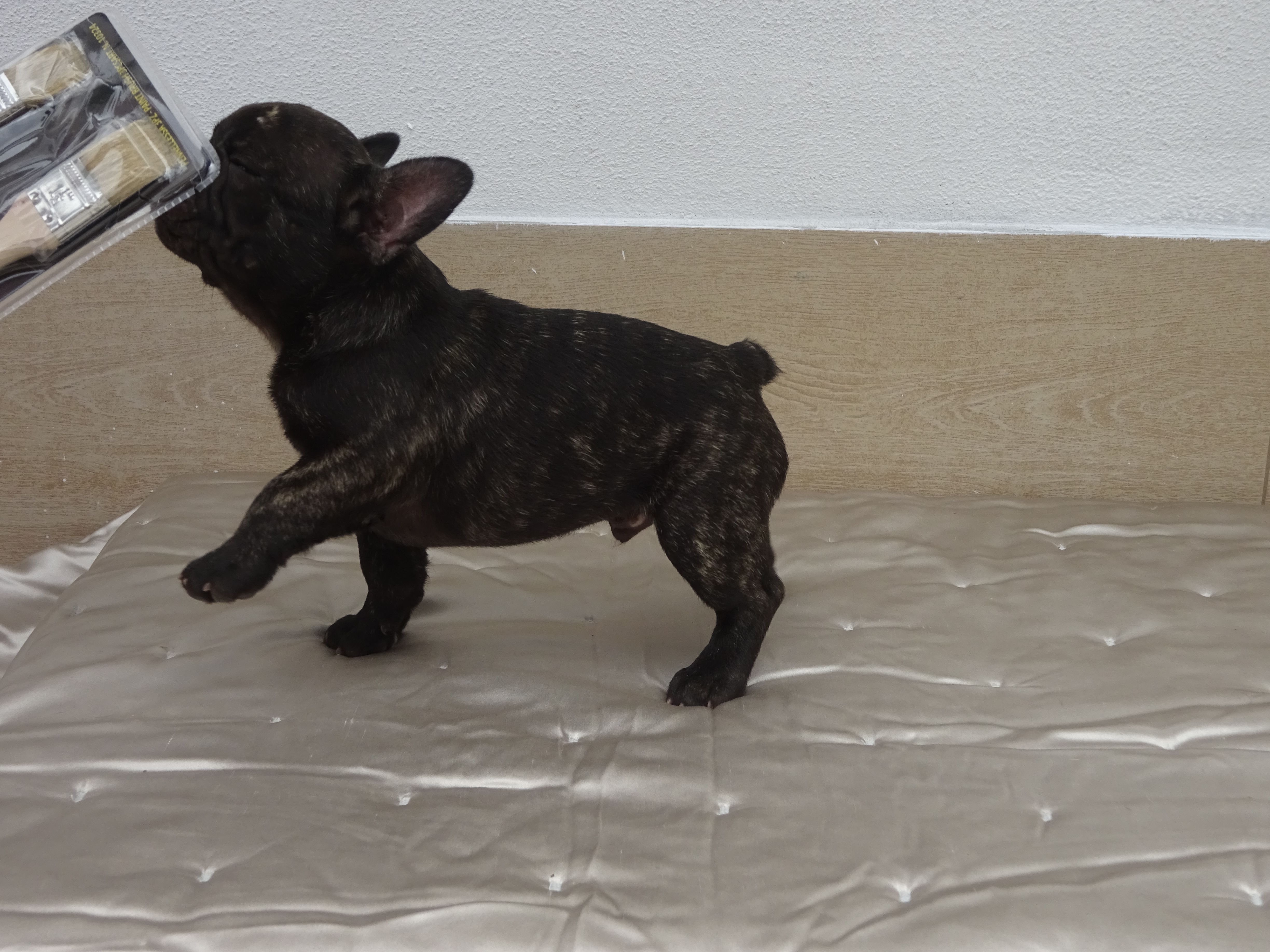 Curtis (4)