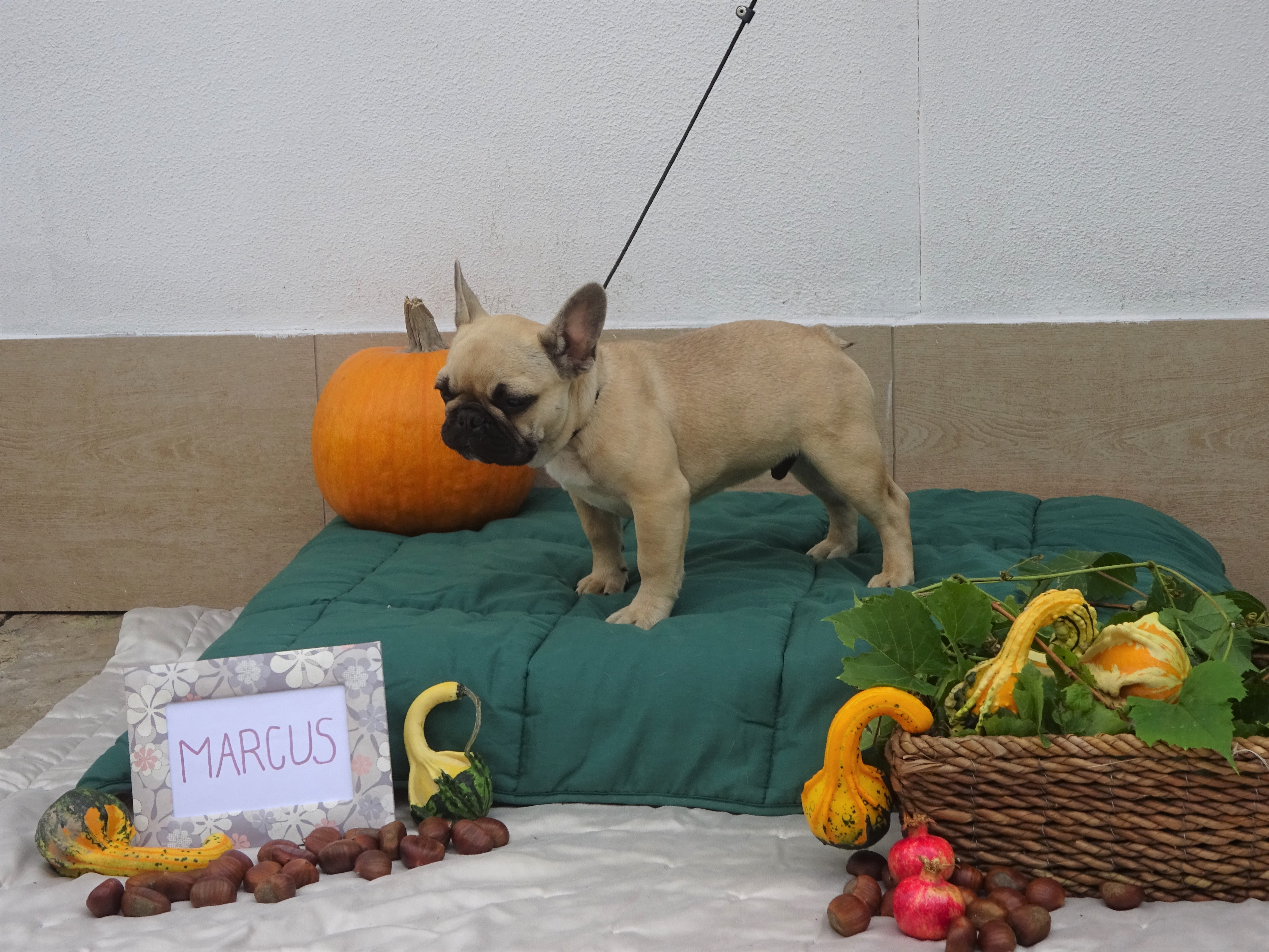 Marcus
