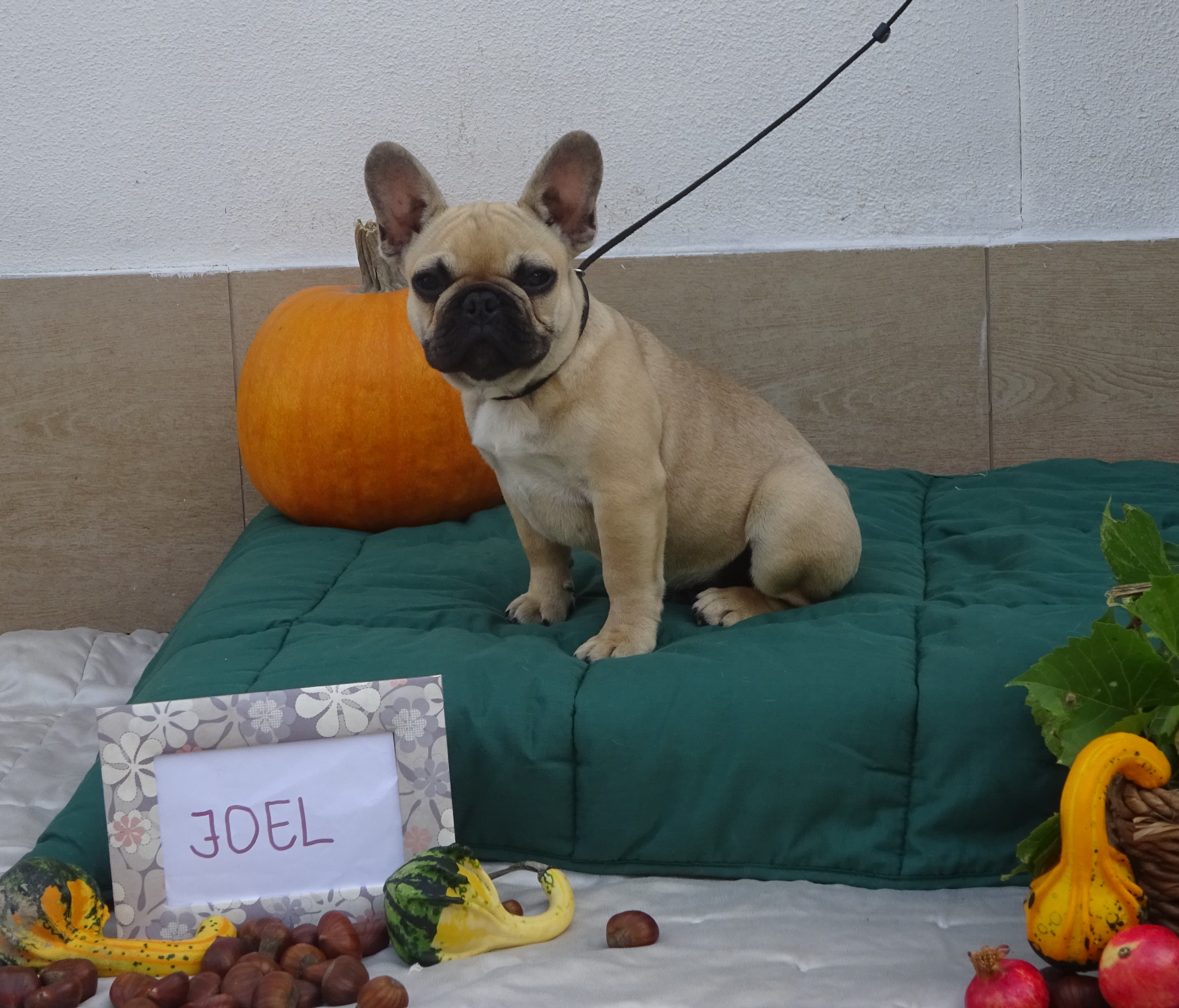 JOEL