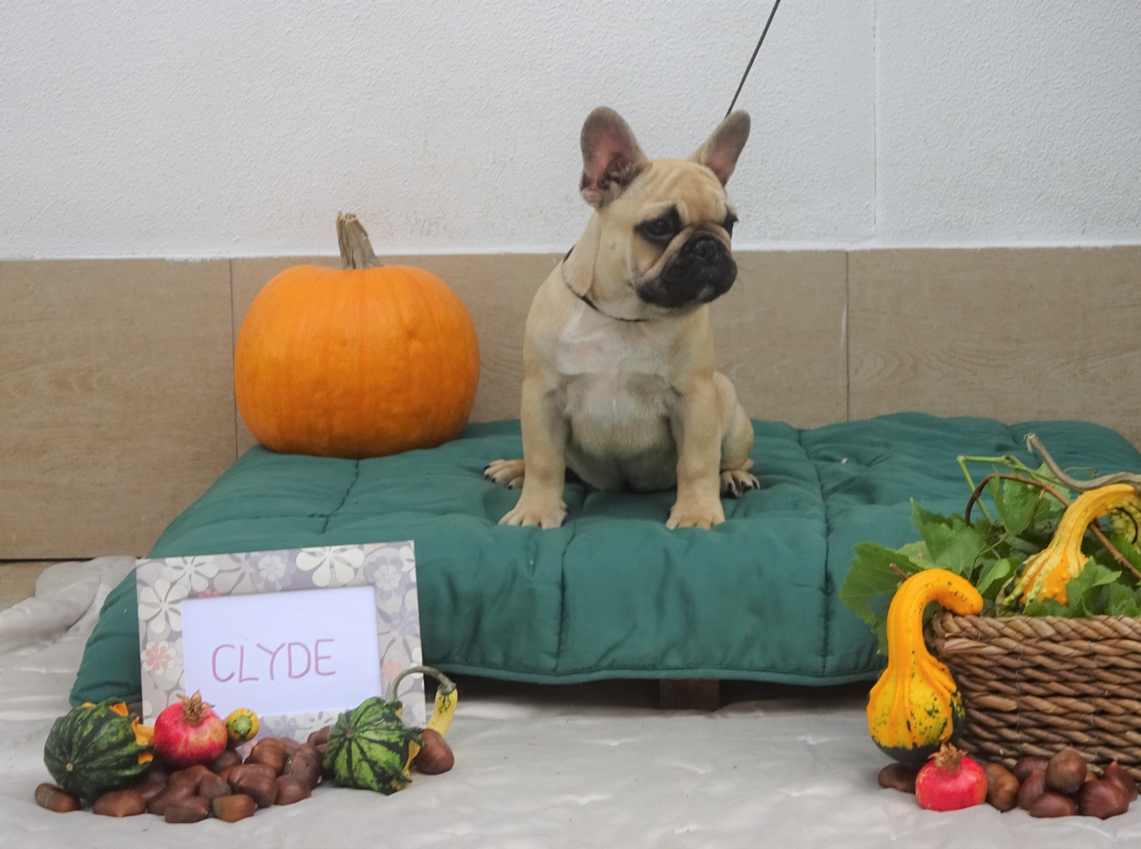 CLYDE (2)
