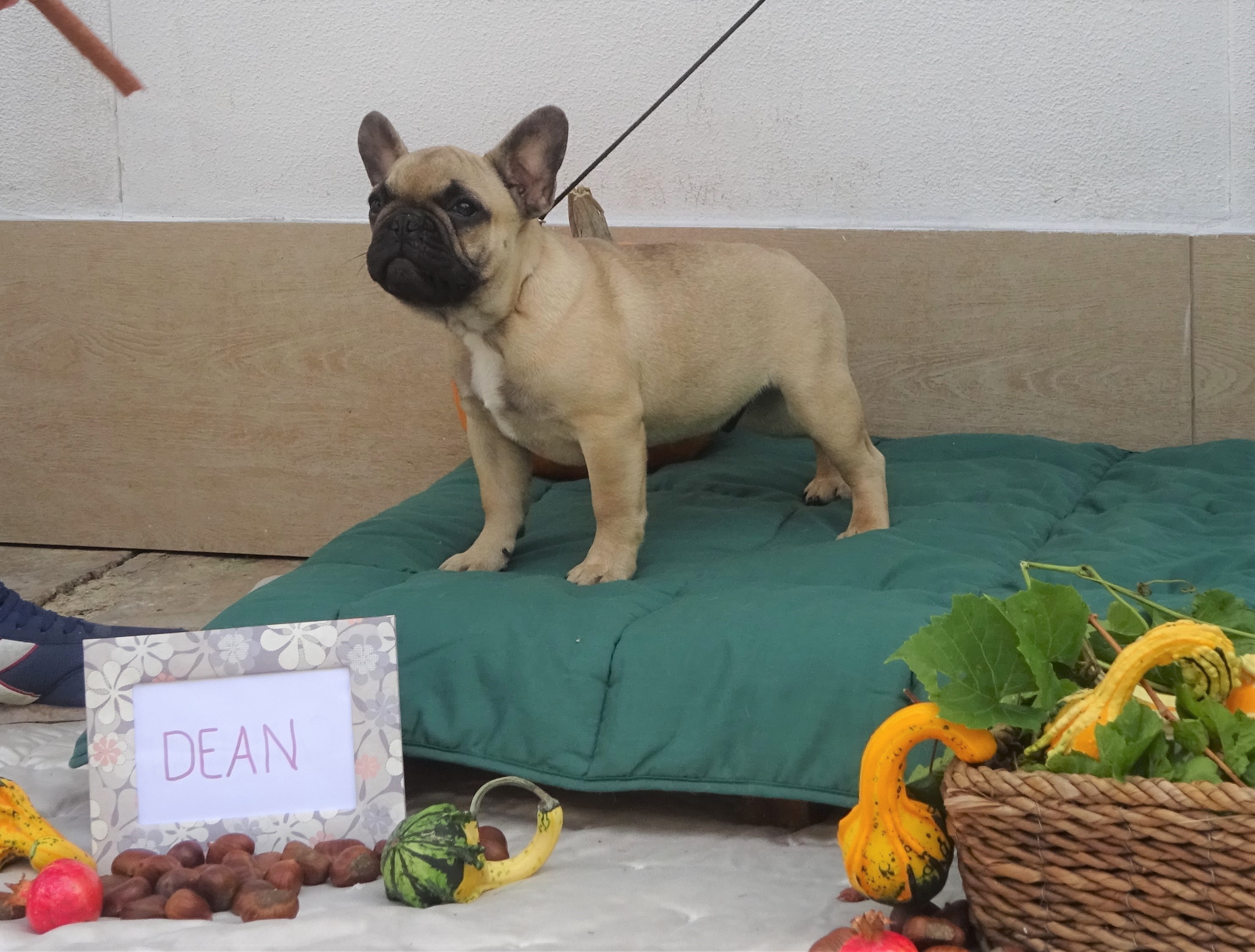DEAN (7)