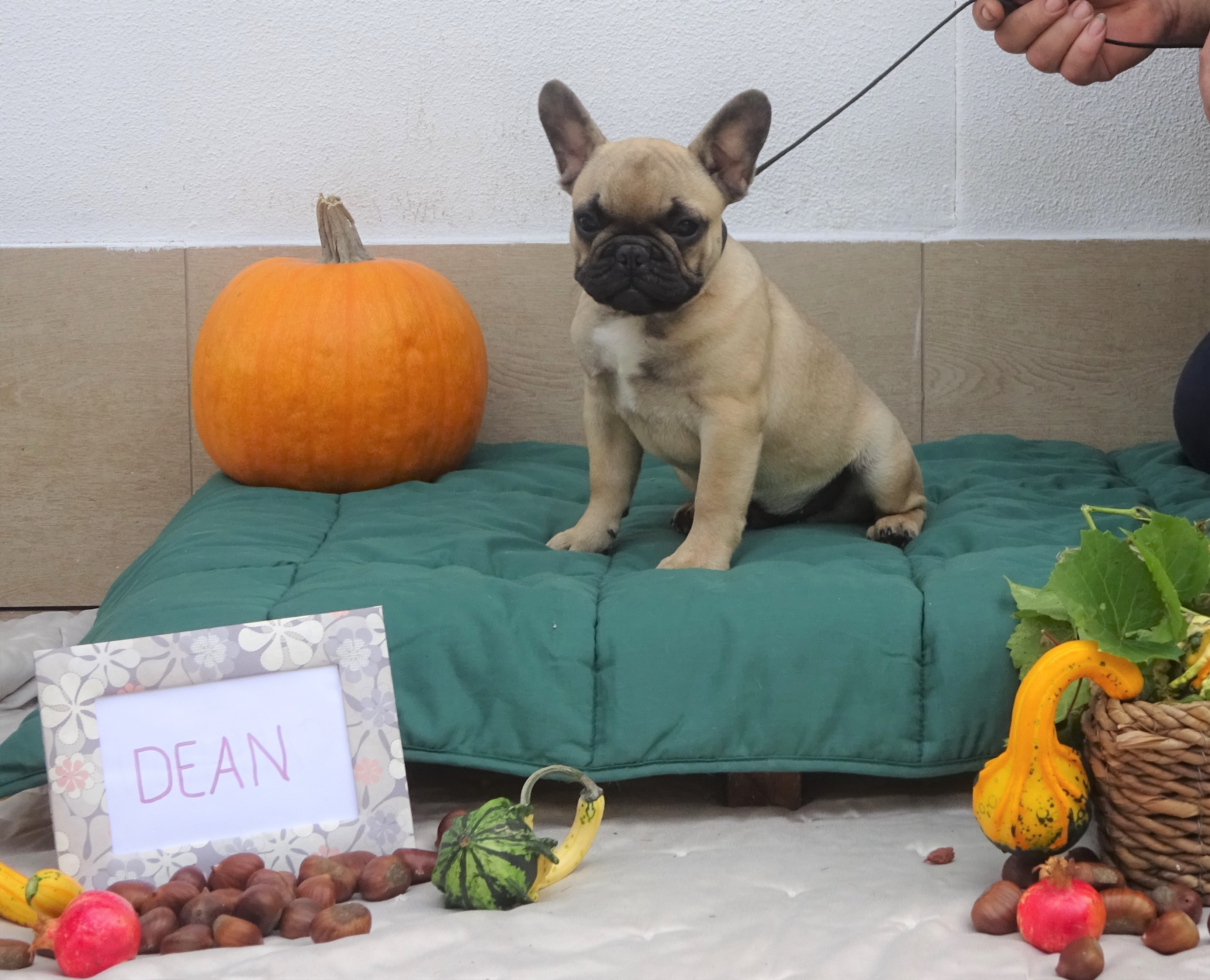 DEAN (1)