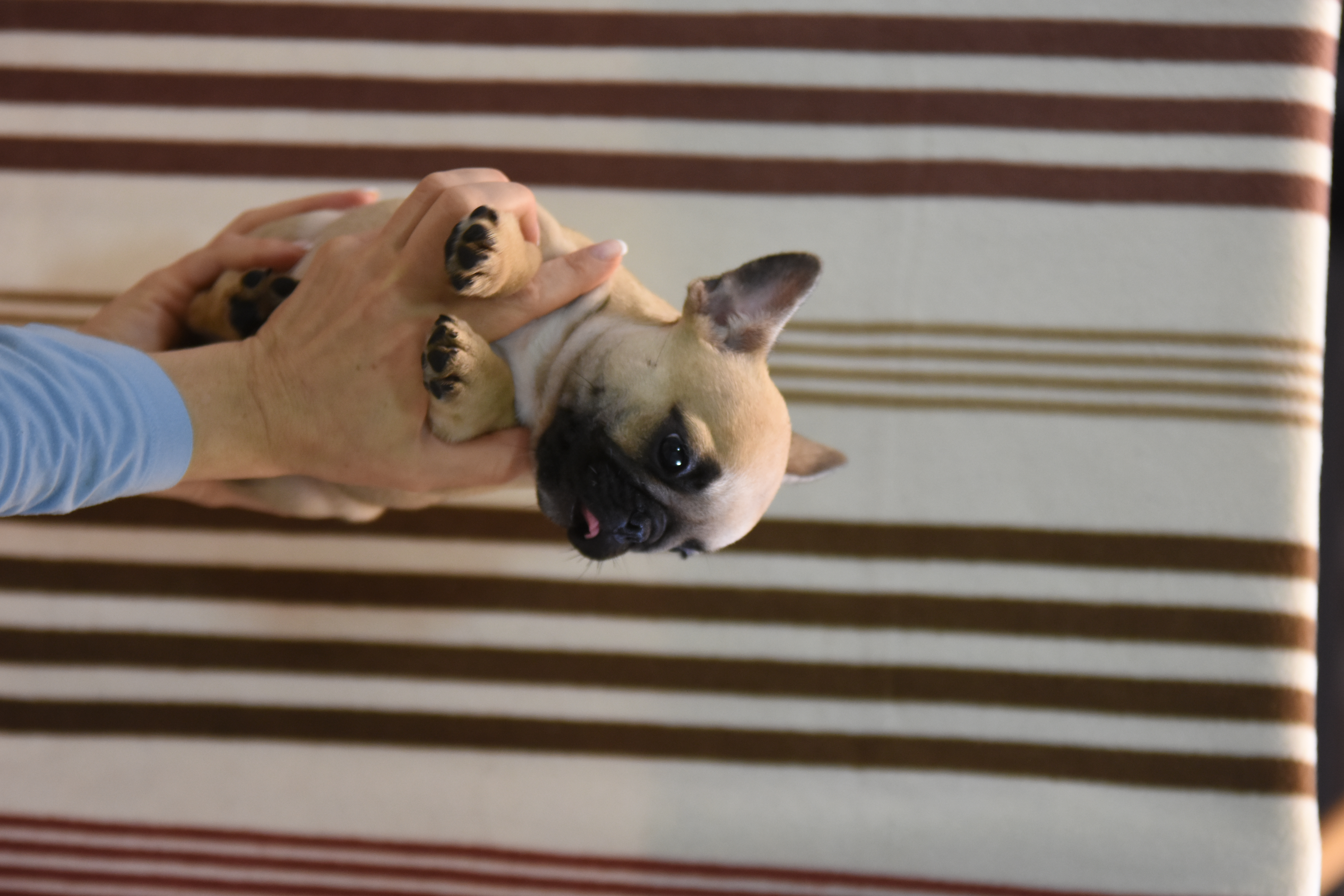 Bonnie (4)