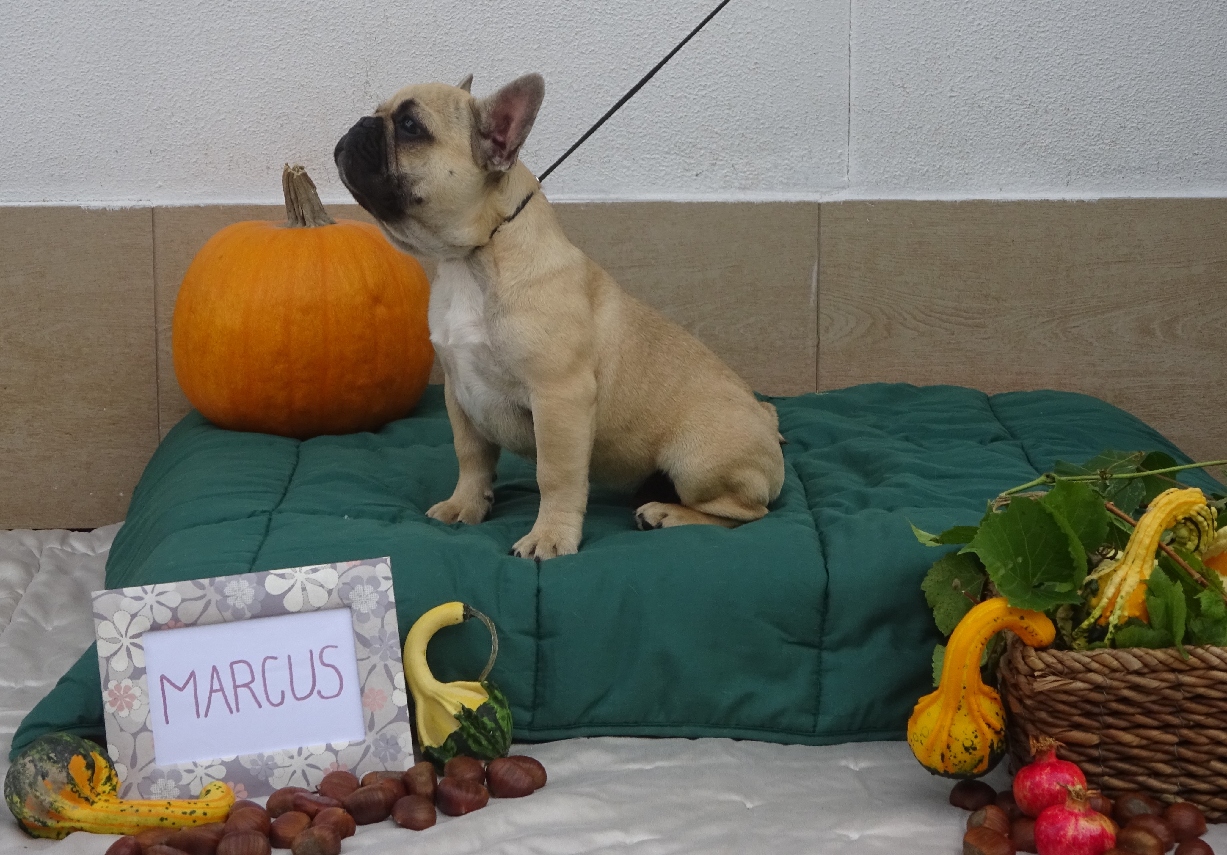 Marcus