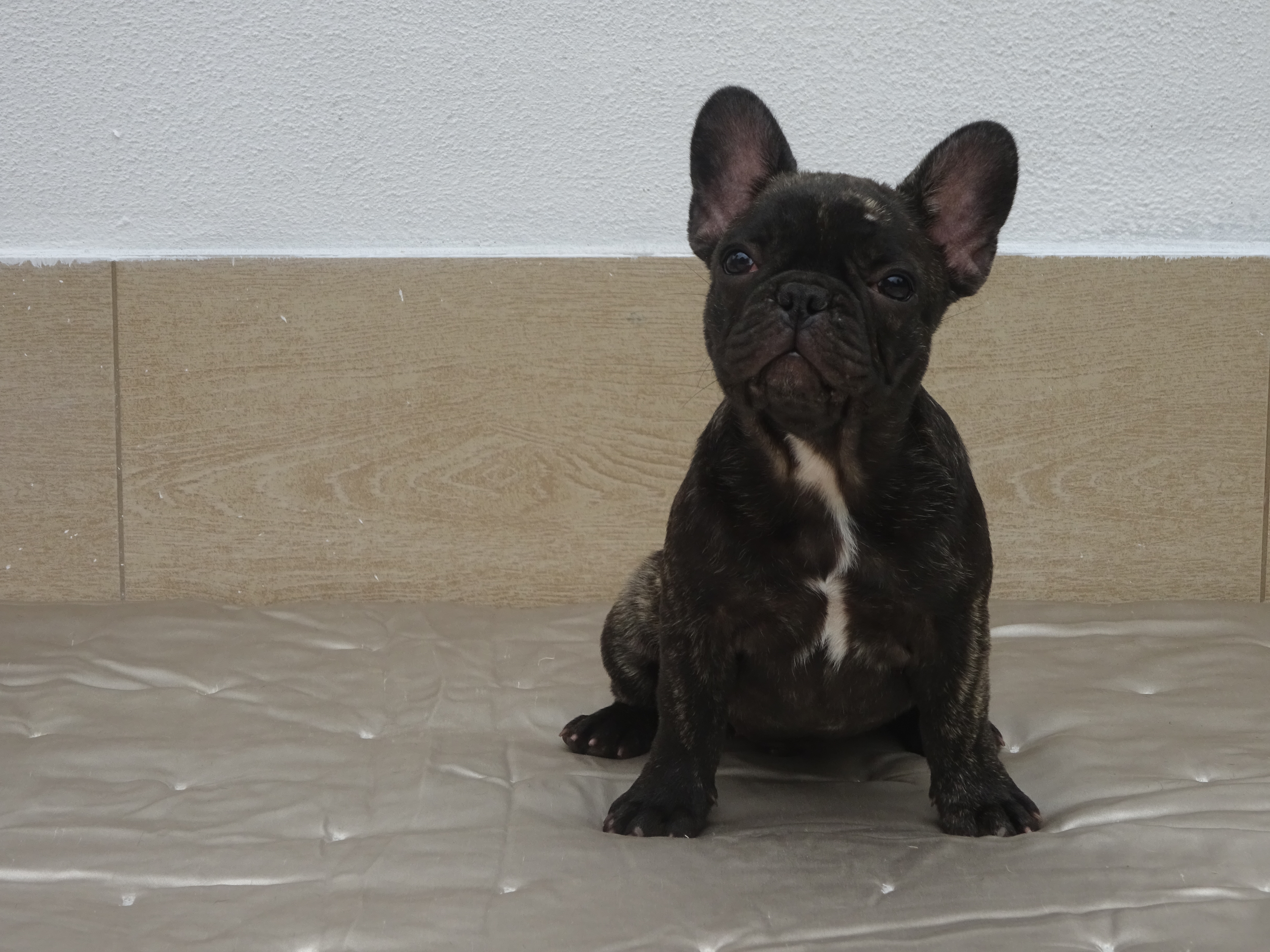 Curtis (1)