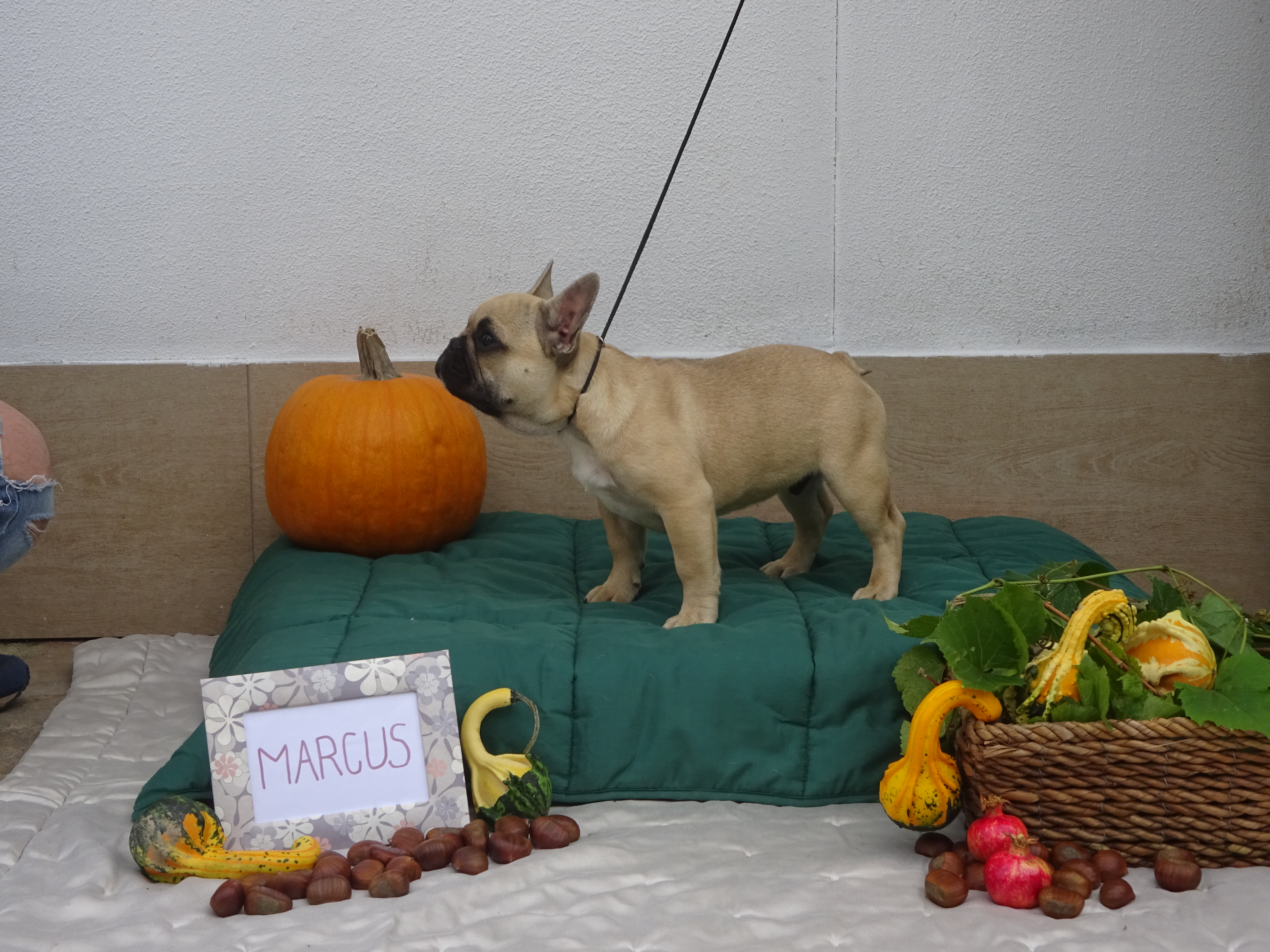 Marcus