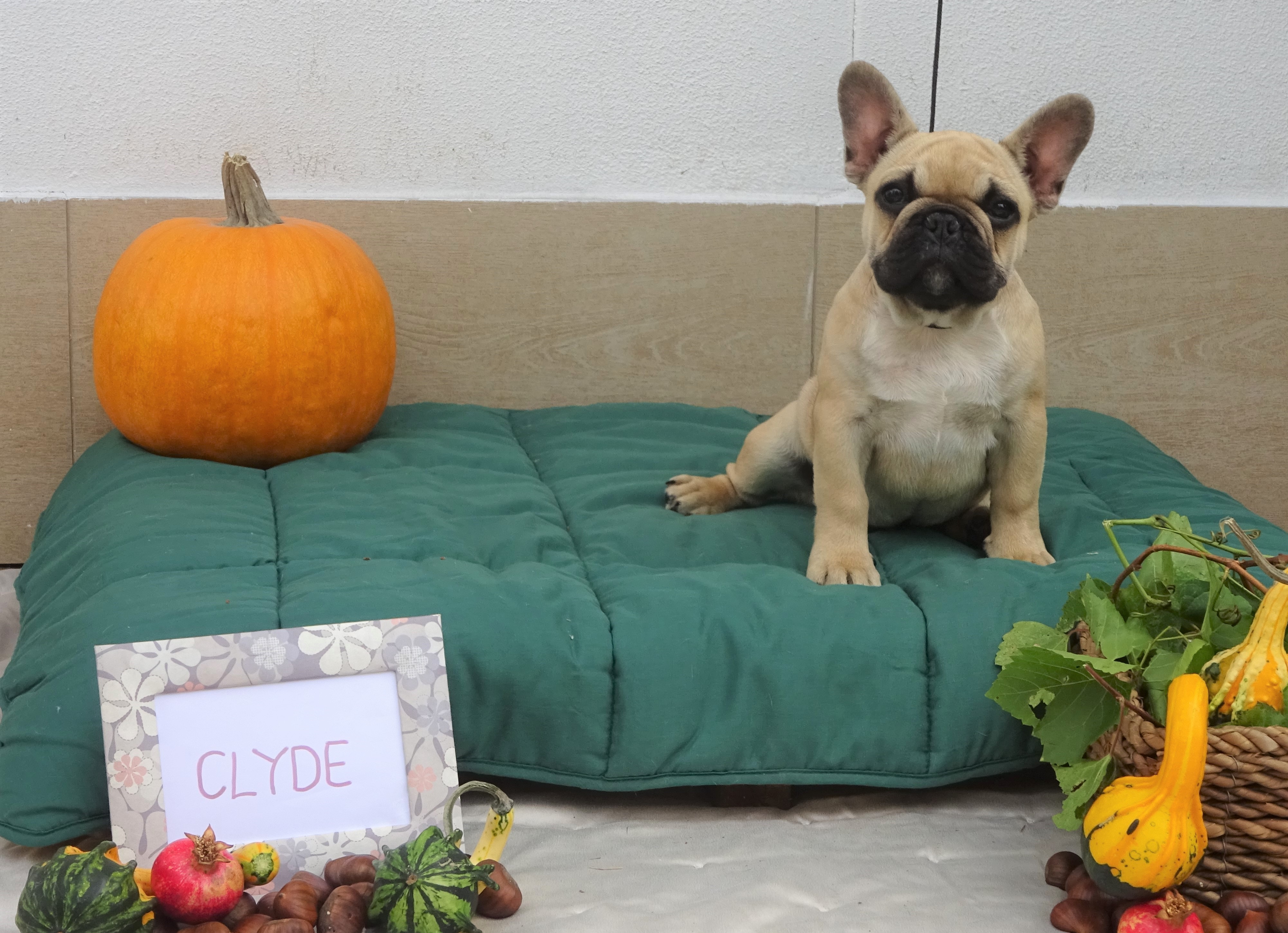 CLYDE (4)