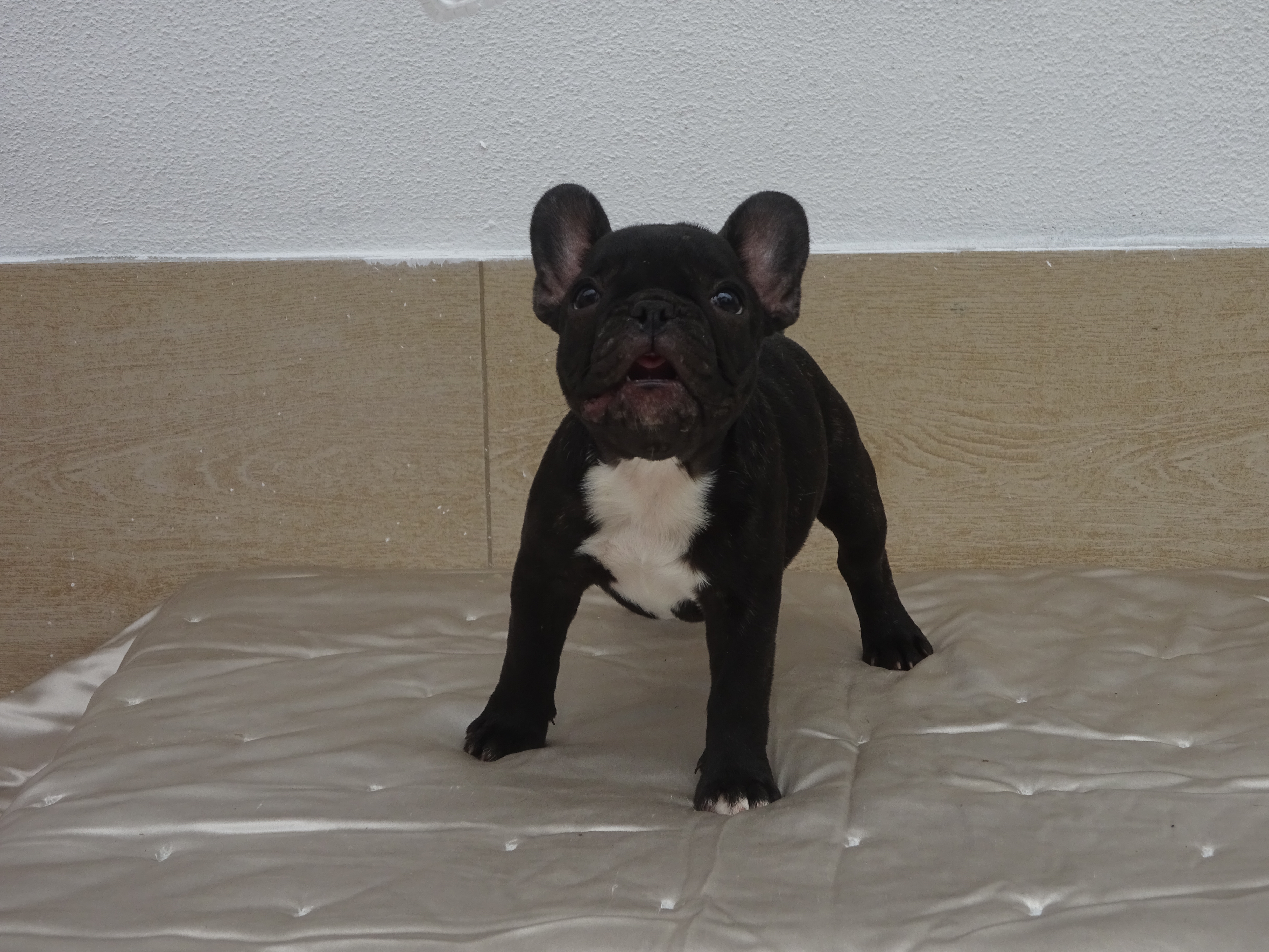 Zola (1)