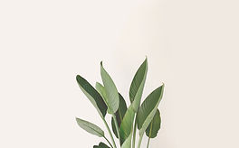 Green Leaves_edited.jpg