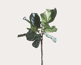 Green Plant_edited.jpg