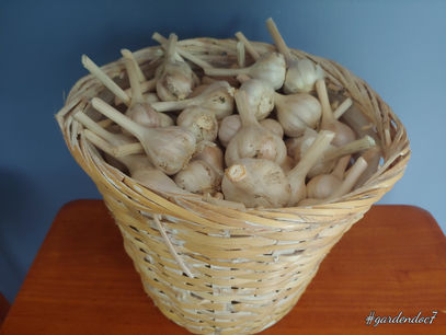 Plant Garlic in October!