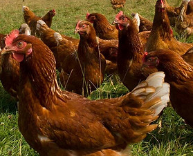 Free range chickens roaming at Hazelgrove Farm