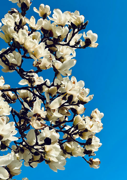 Instagram Story Collection