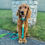 Thumbnail: Name, Number Collar and Lead Set